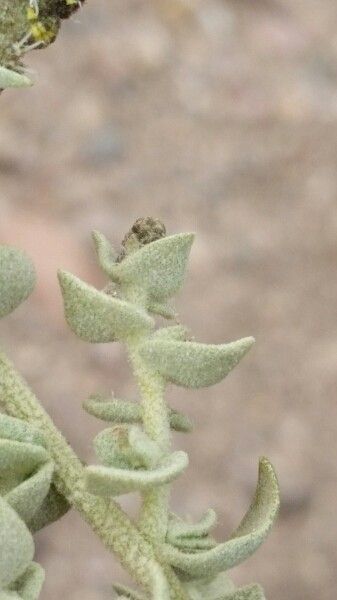 Atriplex imbricata — search result for 'Atriplex'