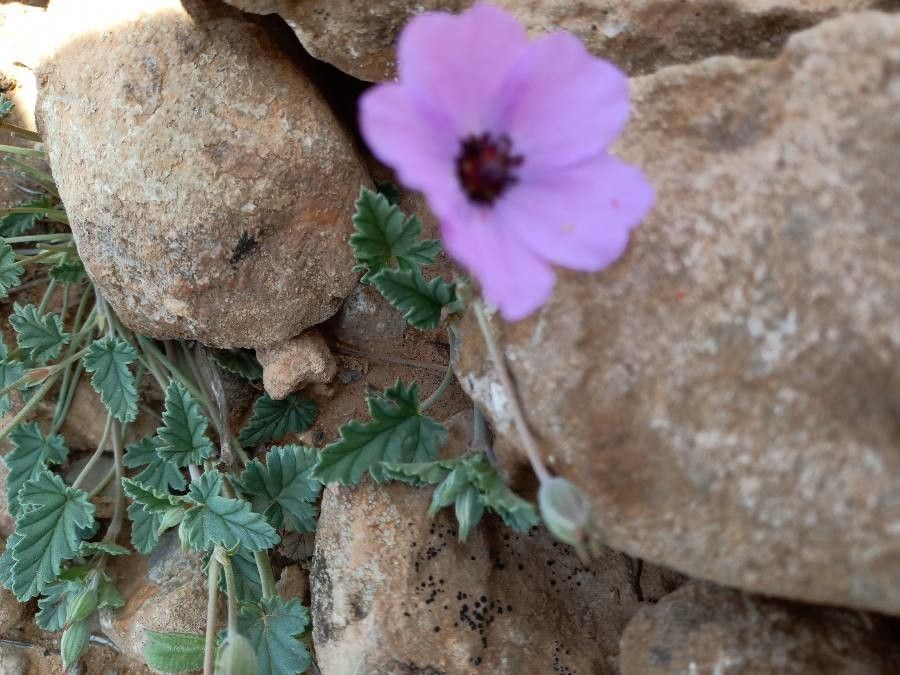 Erodium guttatum flower