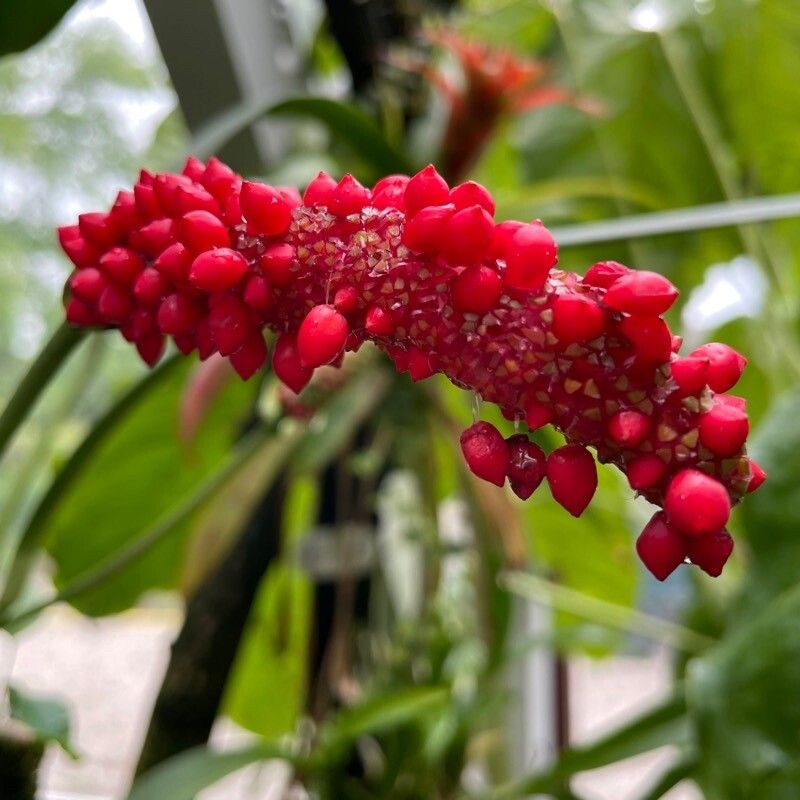 Anthurium bakeri fruit