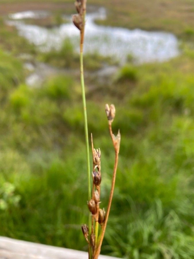 Juncus squarrosus fruit