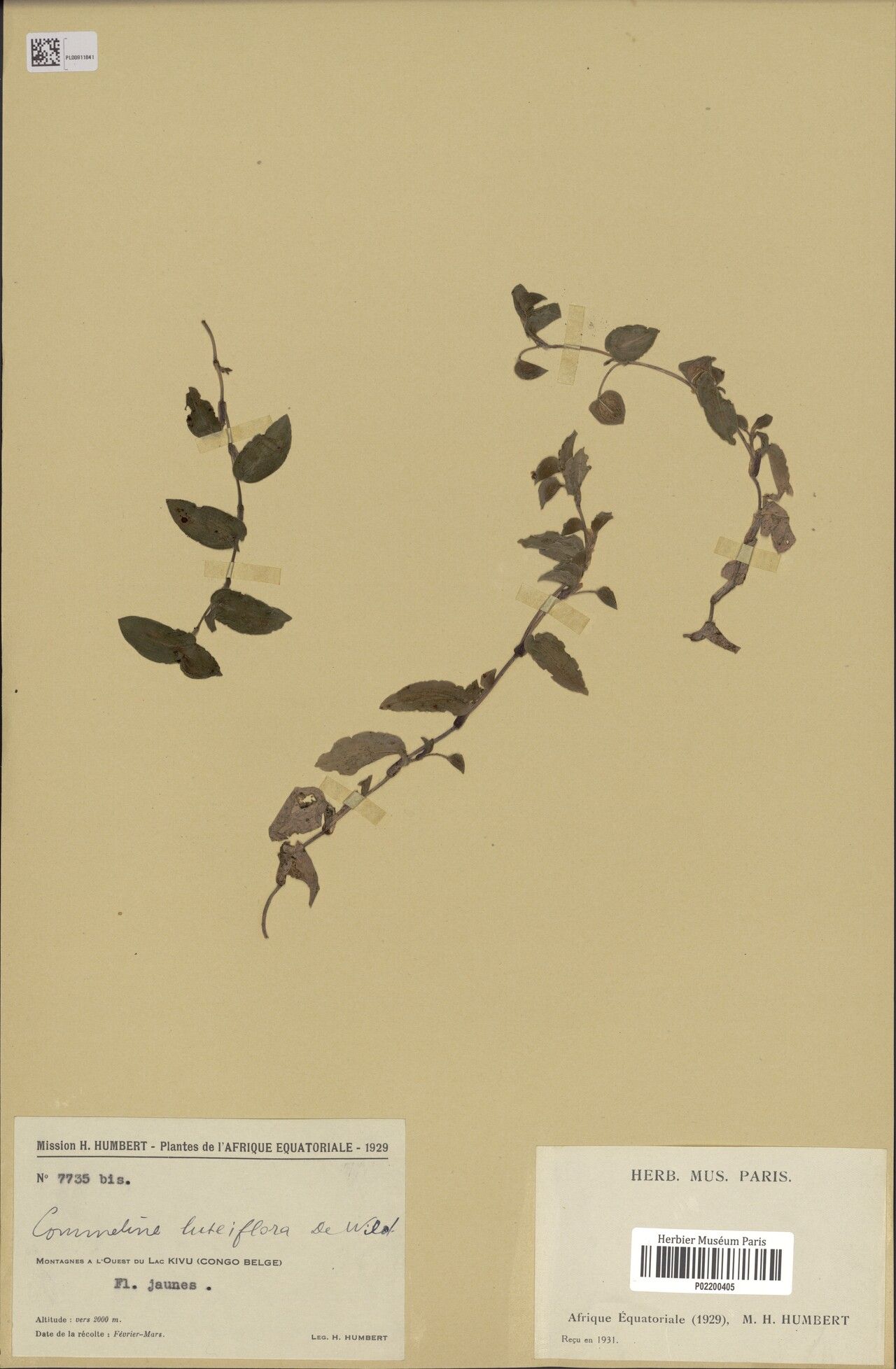 Commelina luteiflora — search result for 'Commelina'