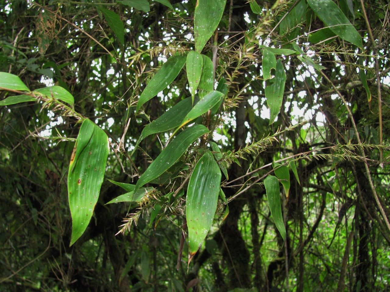 Chusquea virgata habit