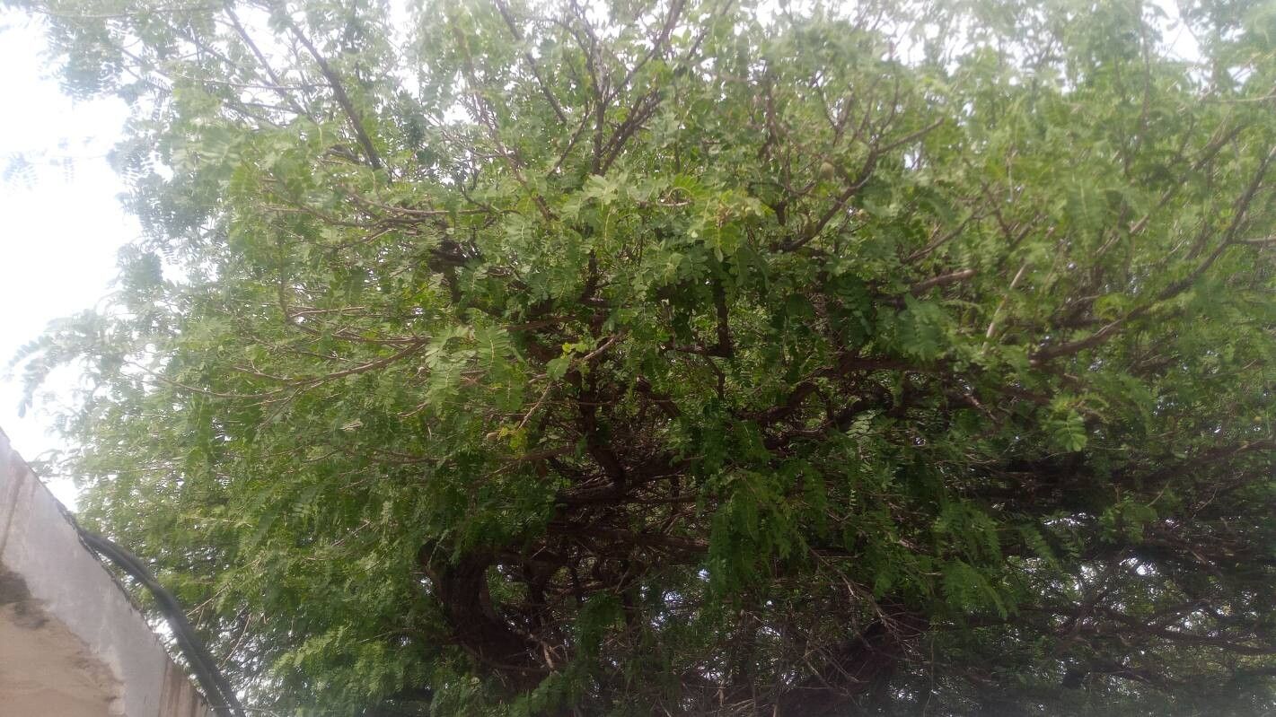 Geoffroea spinosa — related species from the same genus