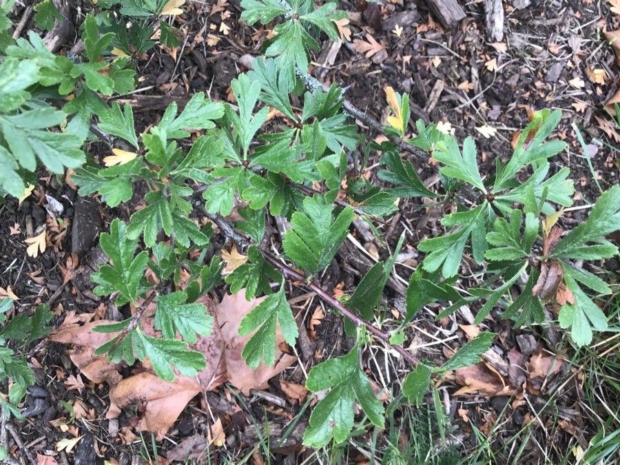 Crataegus × bornmuelleri — search result for 'Crataegus'