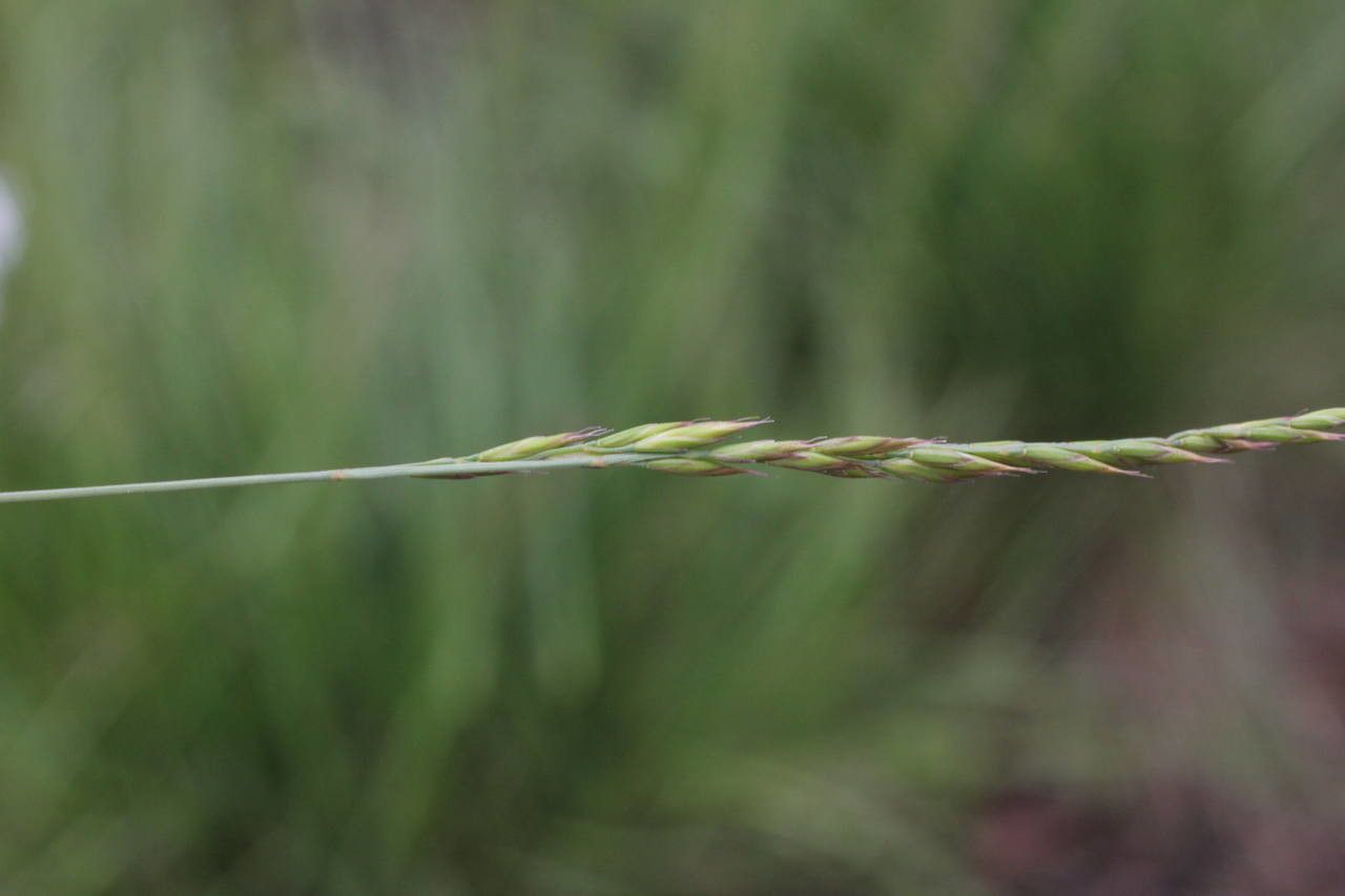 Festuca lemanii flower
