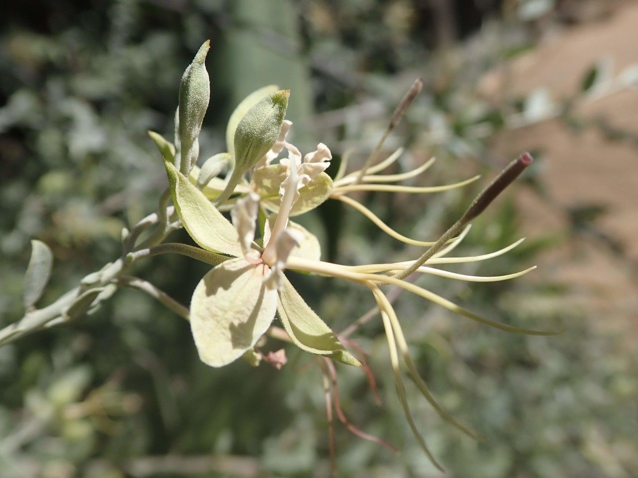 Cadaba farinosa fruit