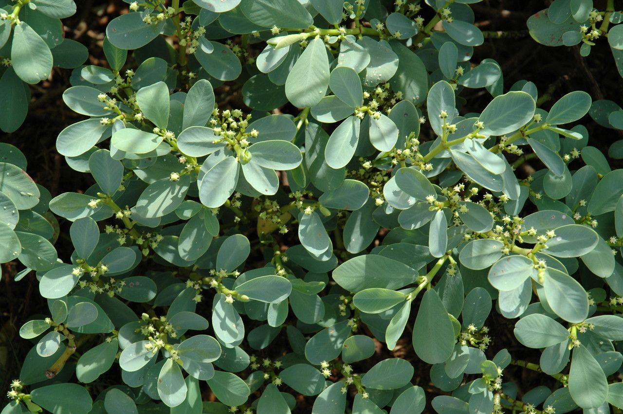Euphorbia atoto — houseplant care guide
