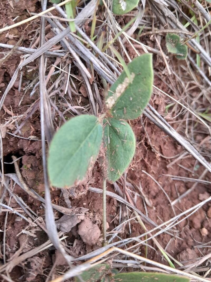 Vigna angivensis leaf