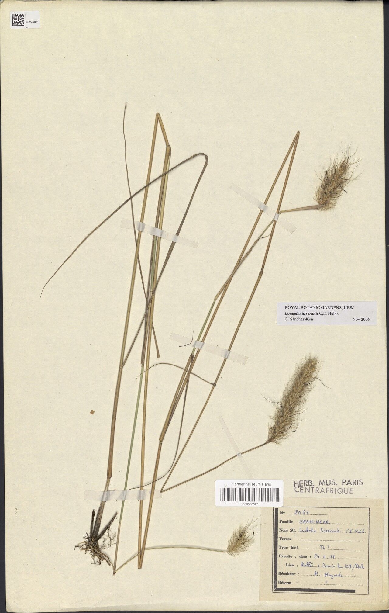 Loudetia tisserantii — houseplant care guide