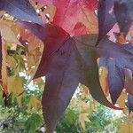 Liquidambar styraciflua