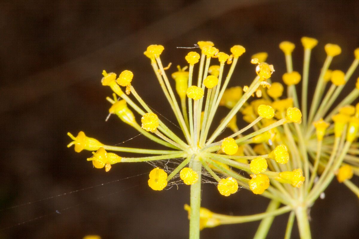 Thapsia garganica flower