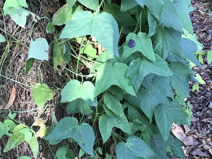 Passiflora capsularis — search result for 'Vanilla'