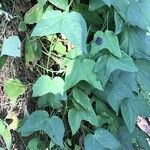 Passiflora capsularis