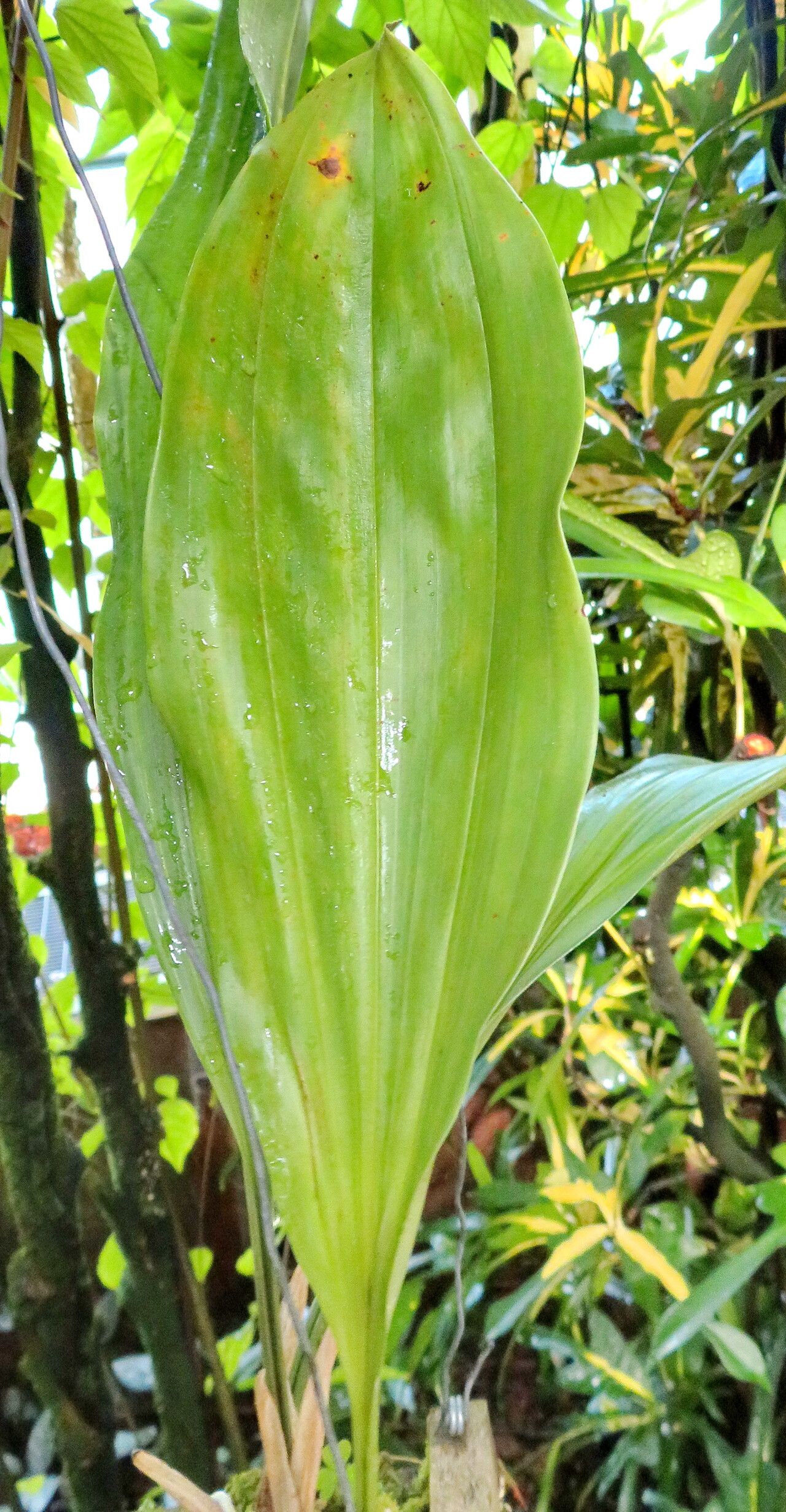 Stanhopea costaricensis — related species from the same genus
