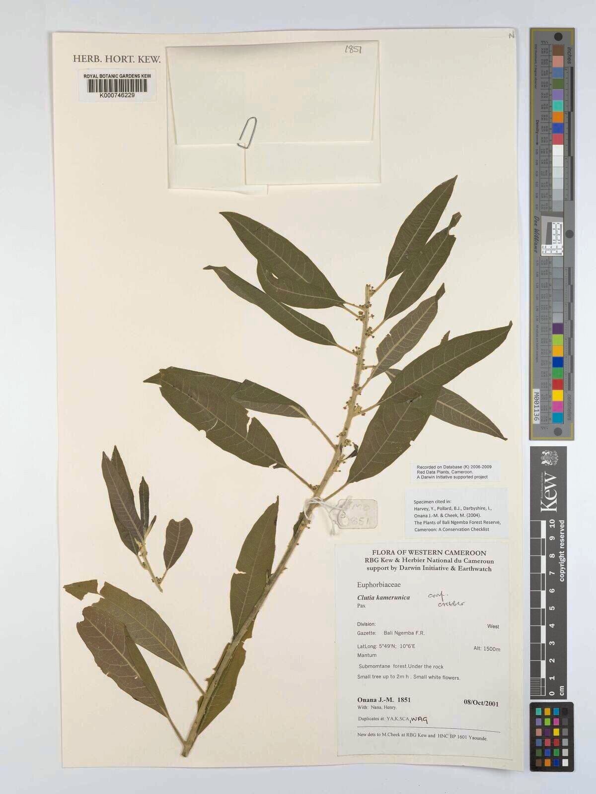 Clutia kamerunica — related species from the same genus