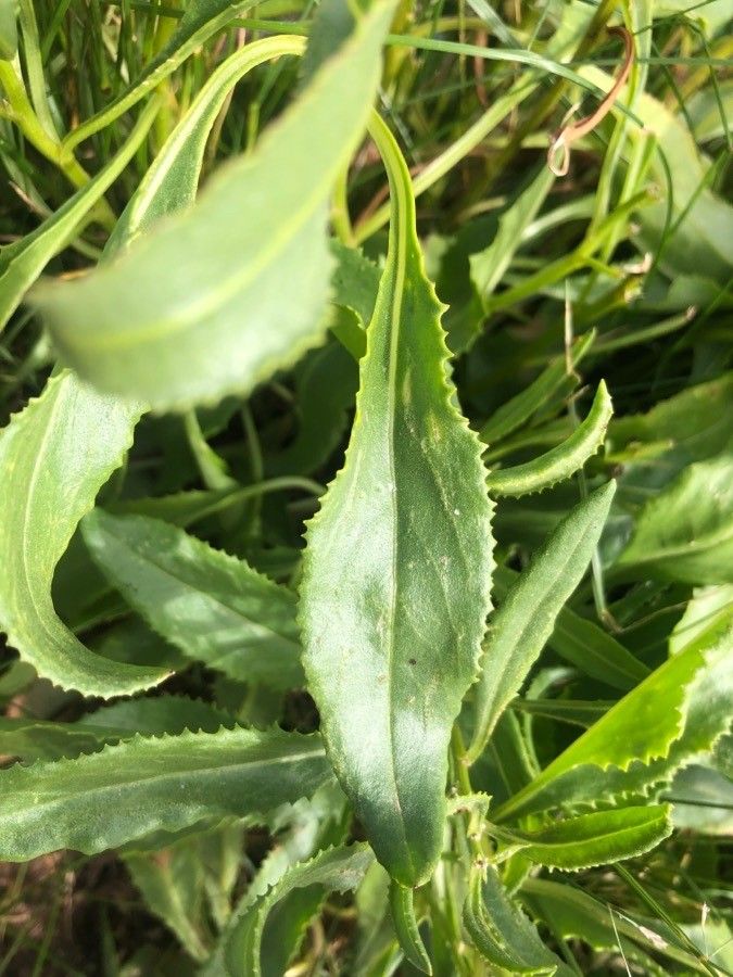 Senecio pyrenaicus leaf