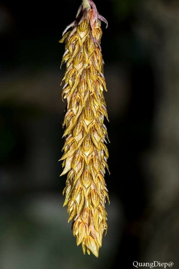 Bulbophyllum morphologorum — houseplant care guide