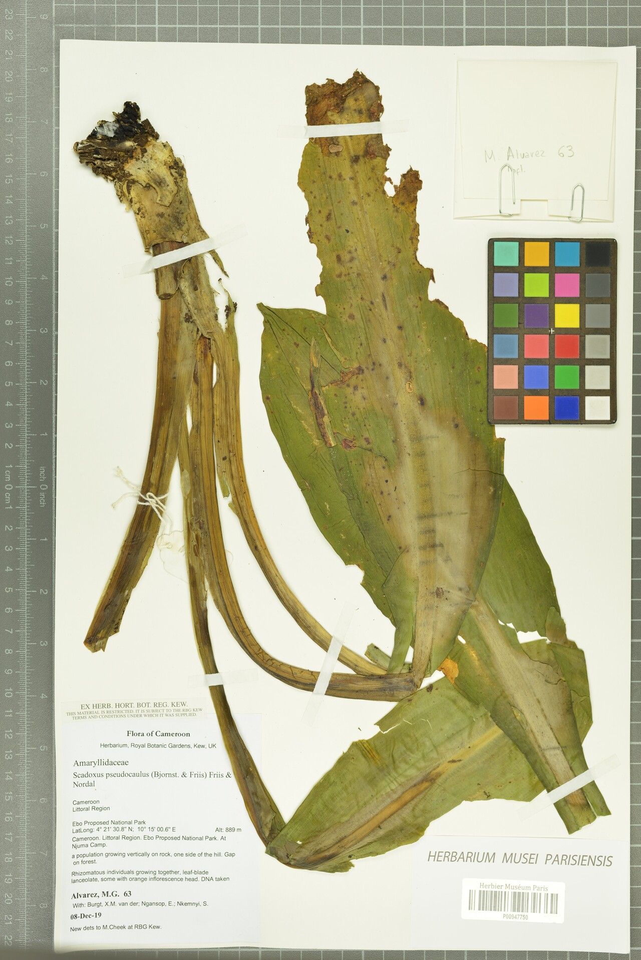 Scadoxus pseudocaulus — search result for 'Scadoxus'