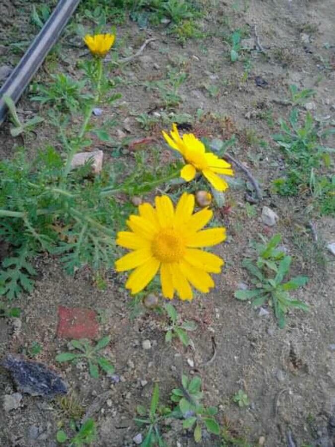 Cladanthus arabicus flower
