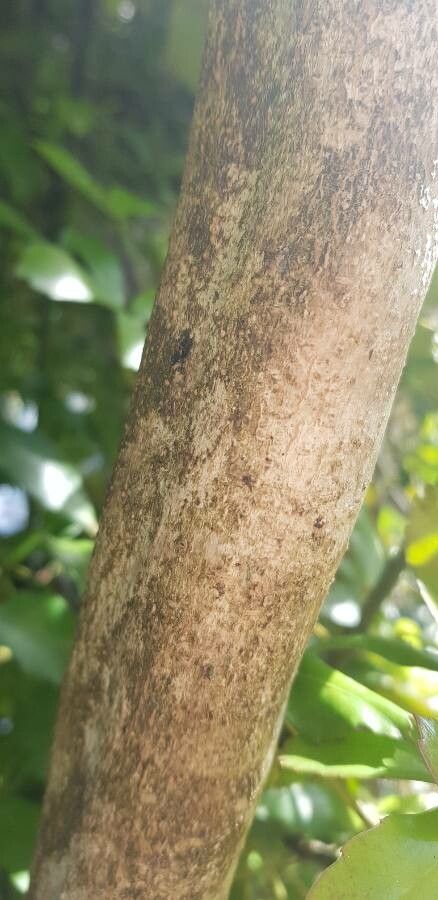 Pseudopanax lessonii bark