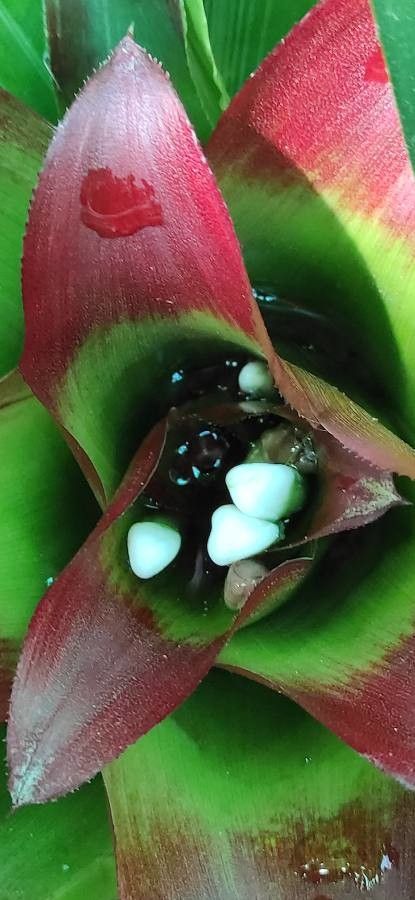 Nidularium innocentii flower