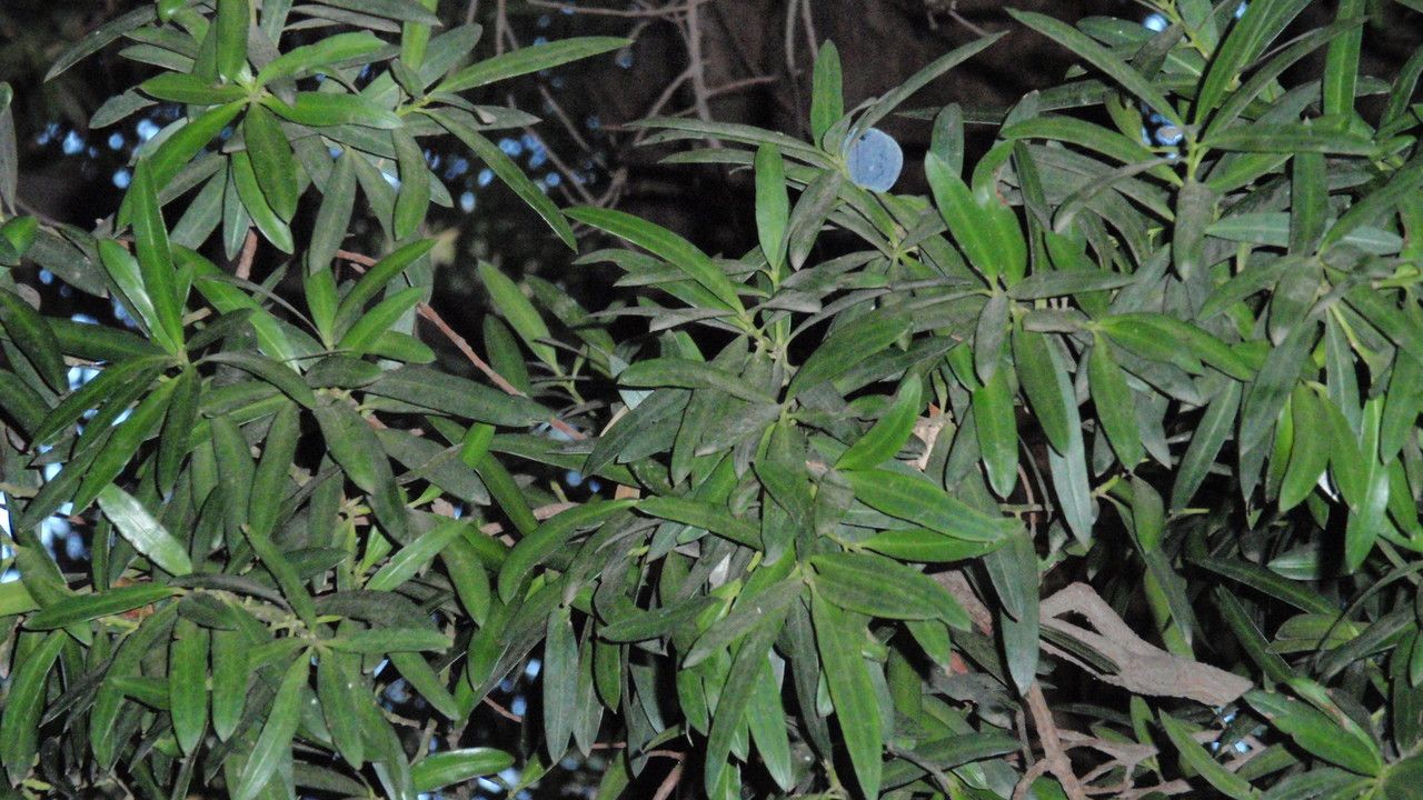 Podocarpus elatus leaf