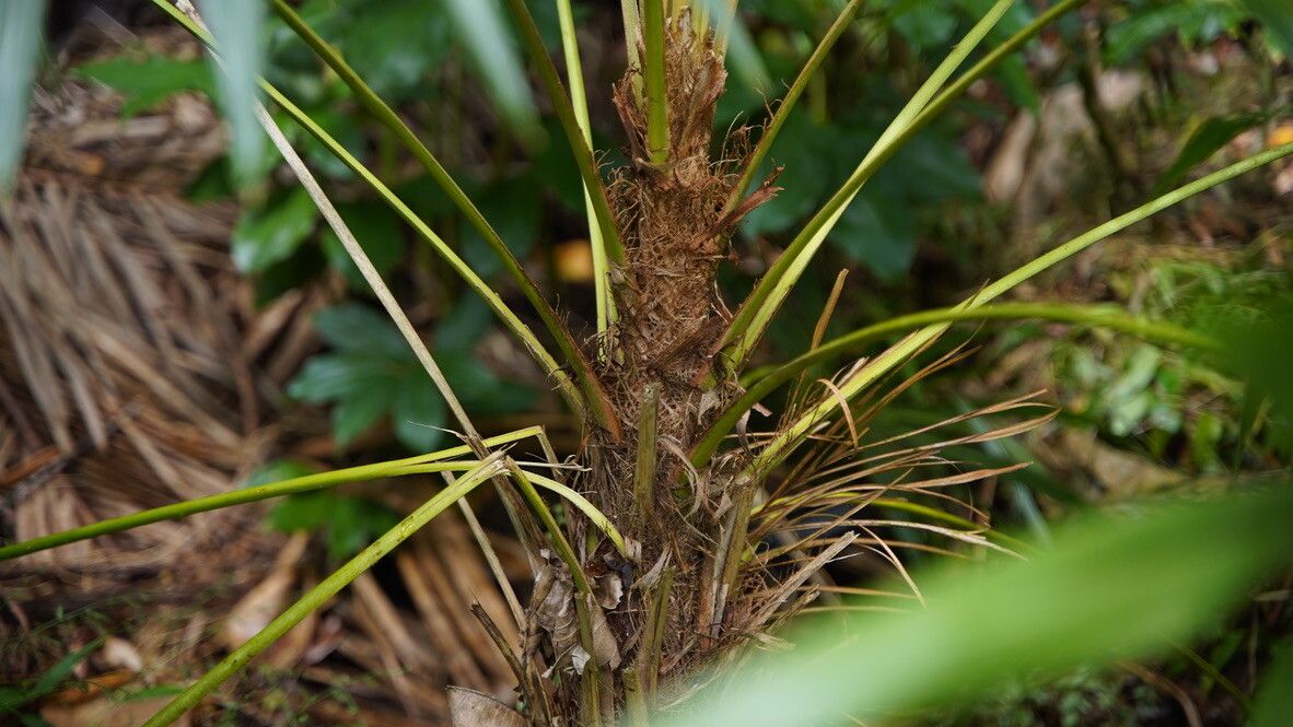 Schippia concolor bark