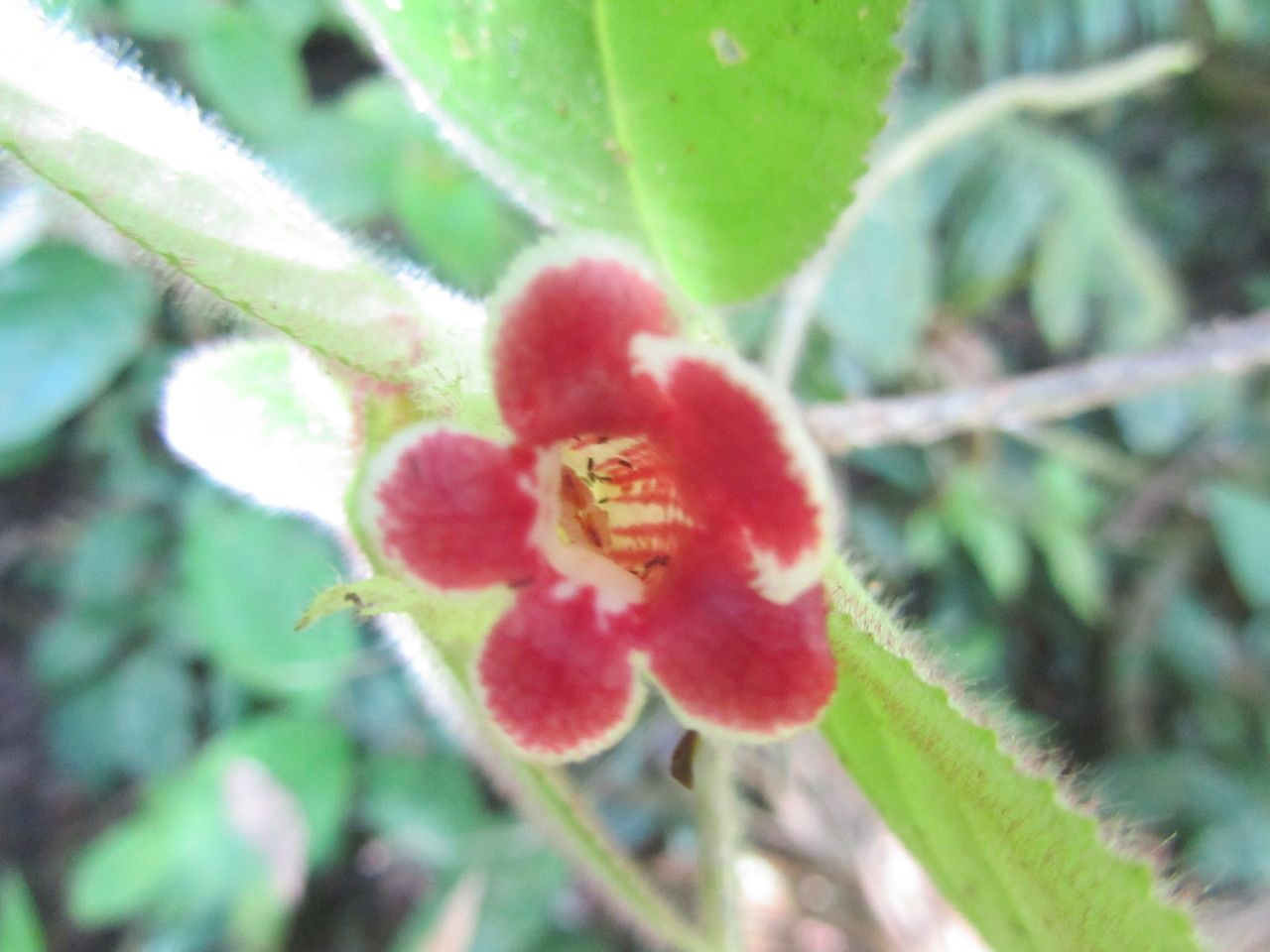 Drymonia pilifera flower