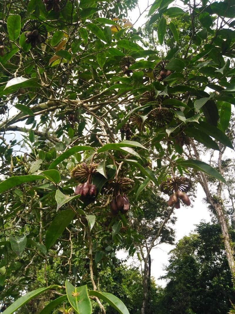 Marcgravia nepenthoides flower