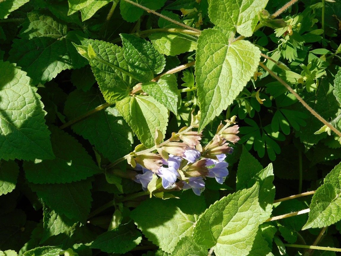 Meehania urticifolia other