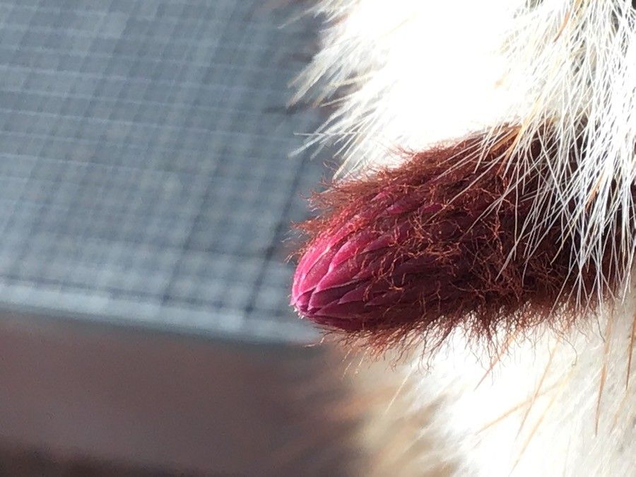 Cleistocactus straussii flower