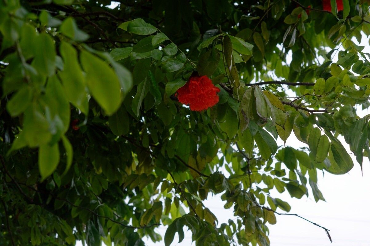 Brownea coccinea habit