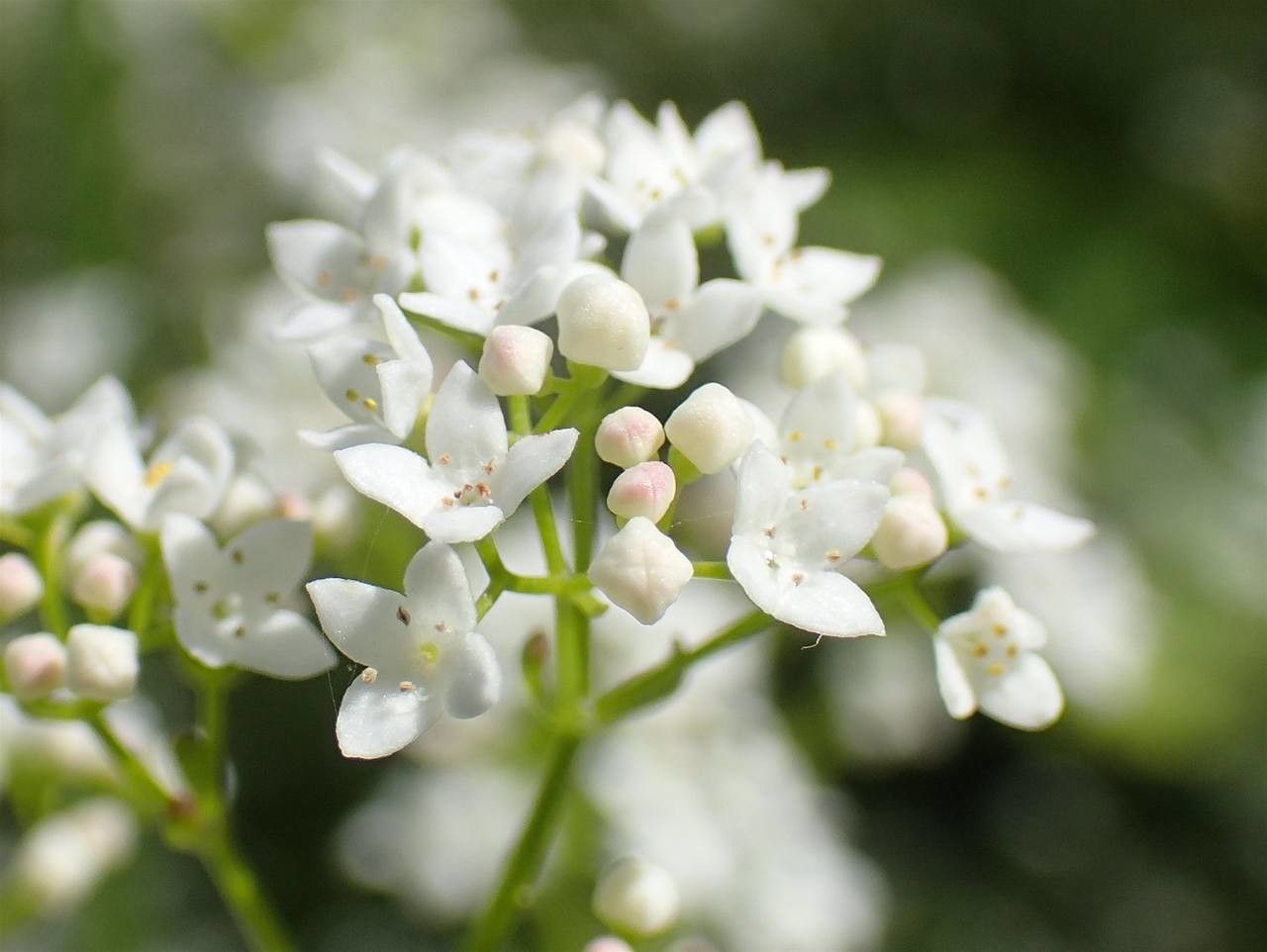 Galium elongatum — search result for 'Galium'