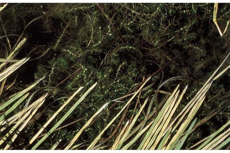 Callitriche hermaphroditica — houseplant care guide