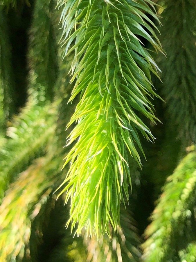 Lycopodium squarrosum leaf