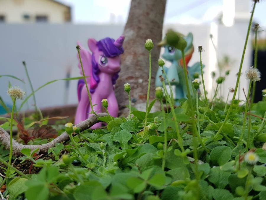 Erigeron bellioides leaf