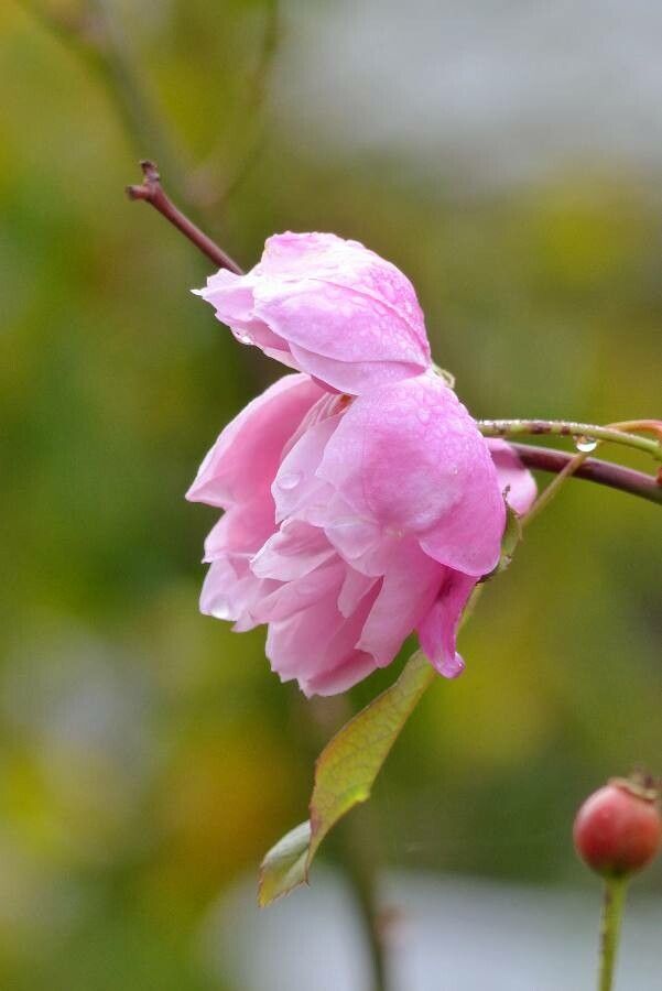 Rosa x damascena flower