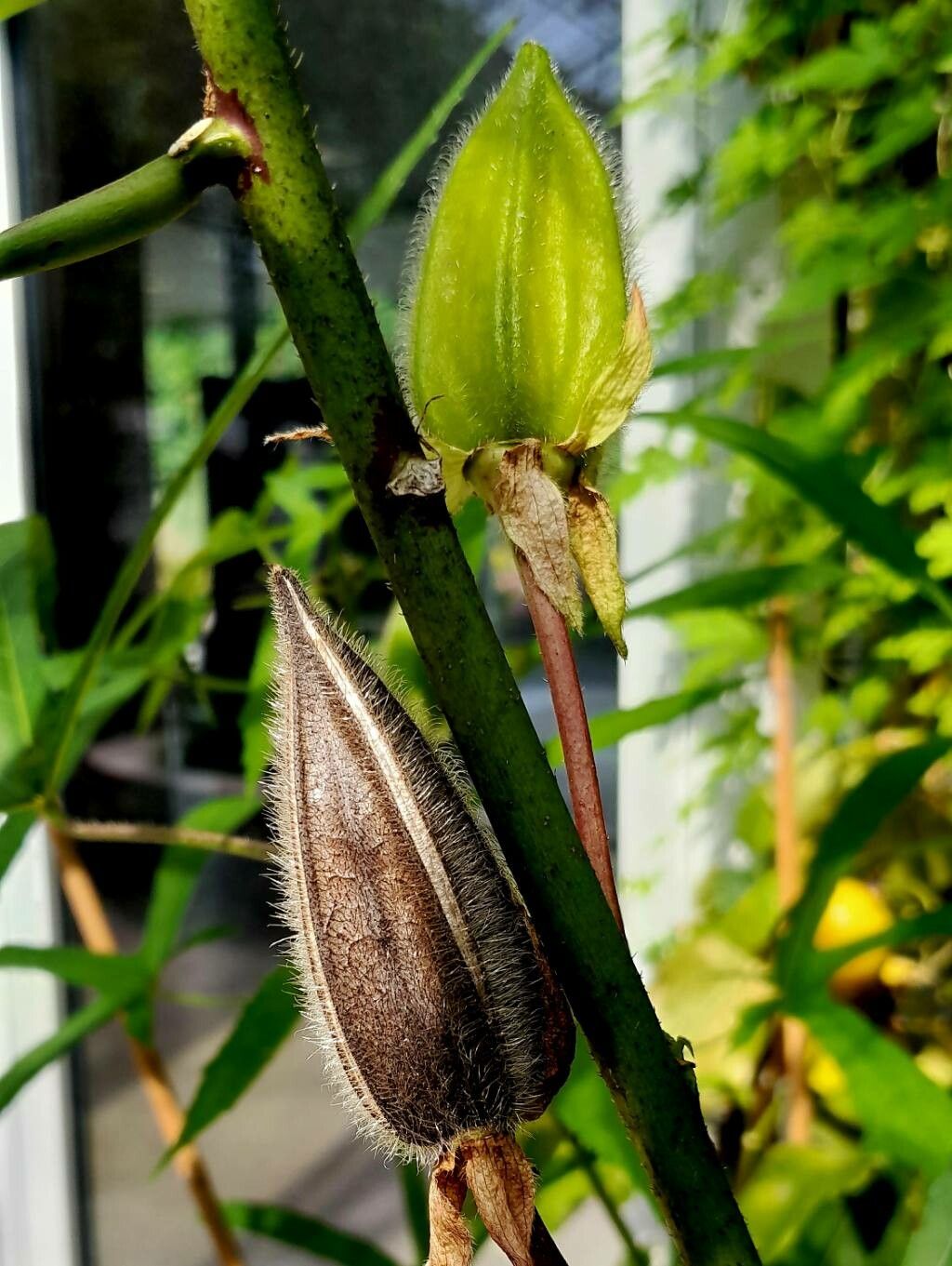 Abelmoschus manihot fruit