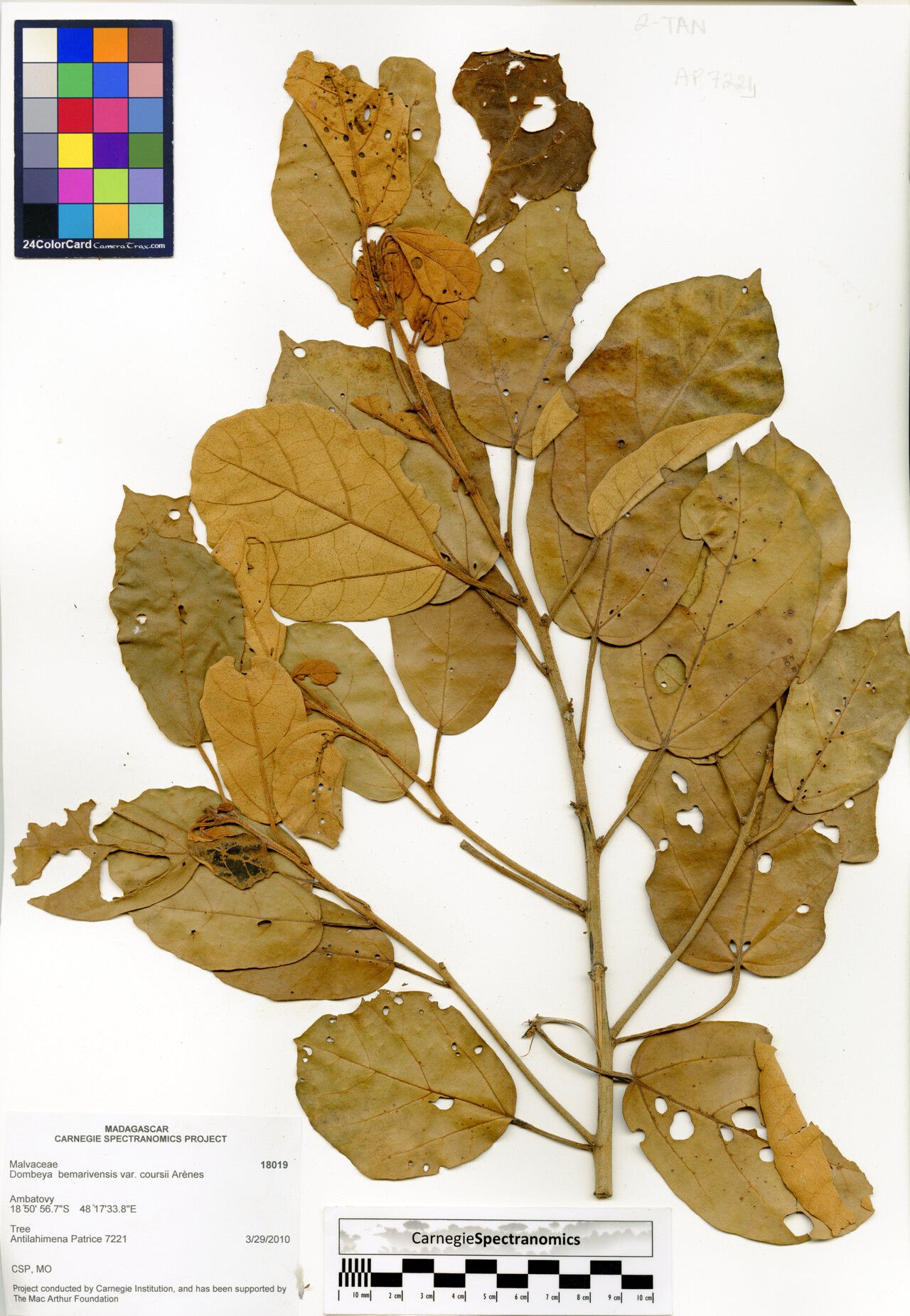 Dombeya bemarivensis — houseplant care guide