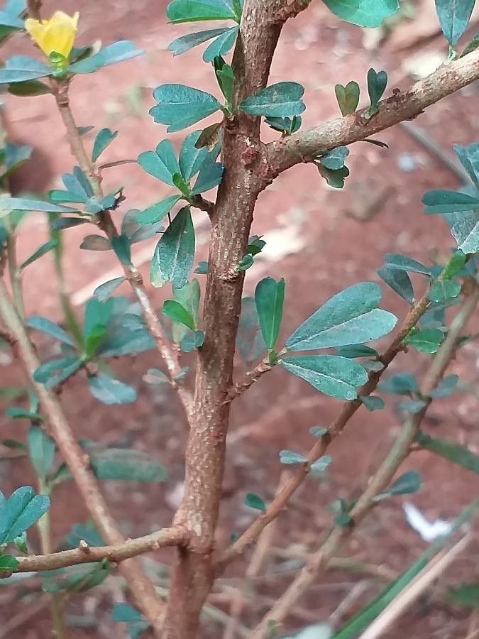 Sida tenuicarpa leaf