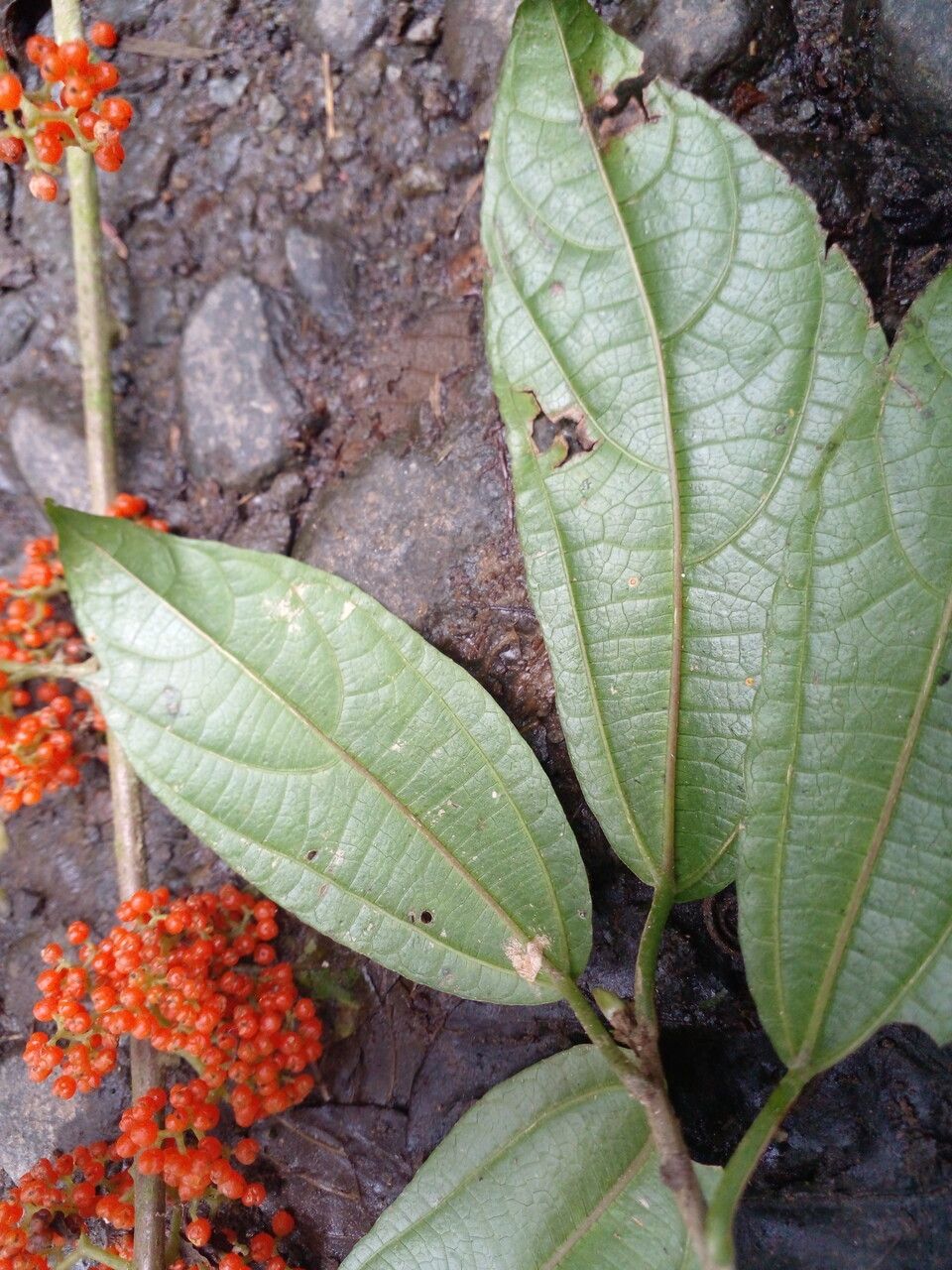 Urera lianoides — houseplant care guide