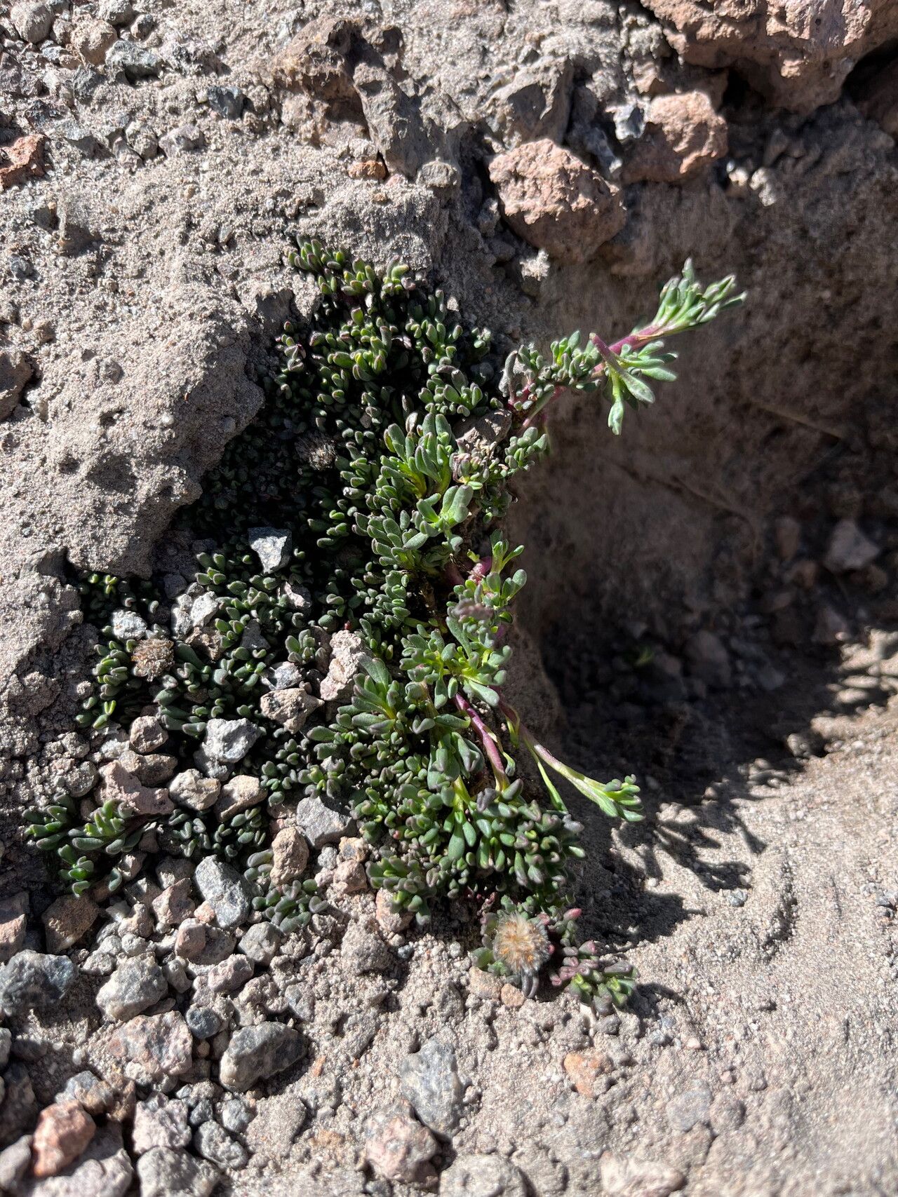Senecio melanandrus habit