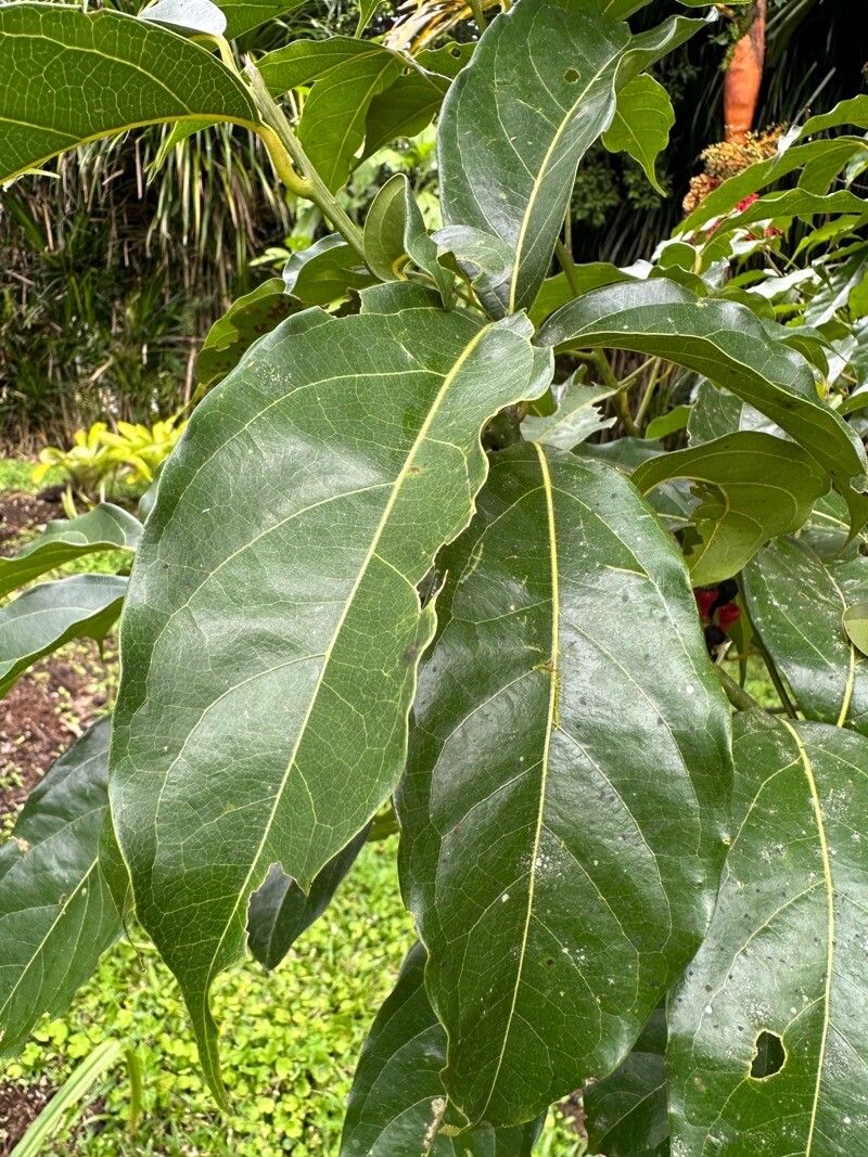 Ocotea leptobotra leaf