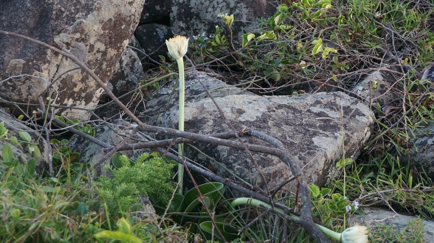 Haemanthus humilis flower