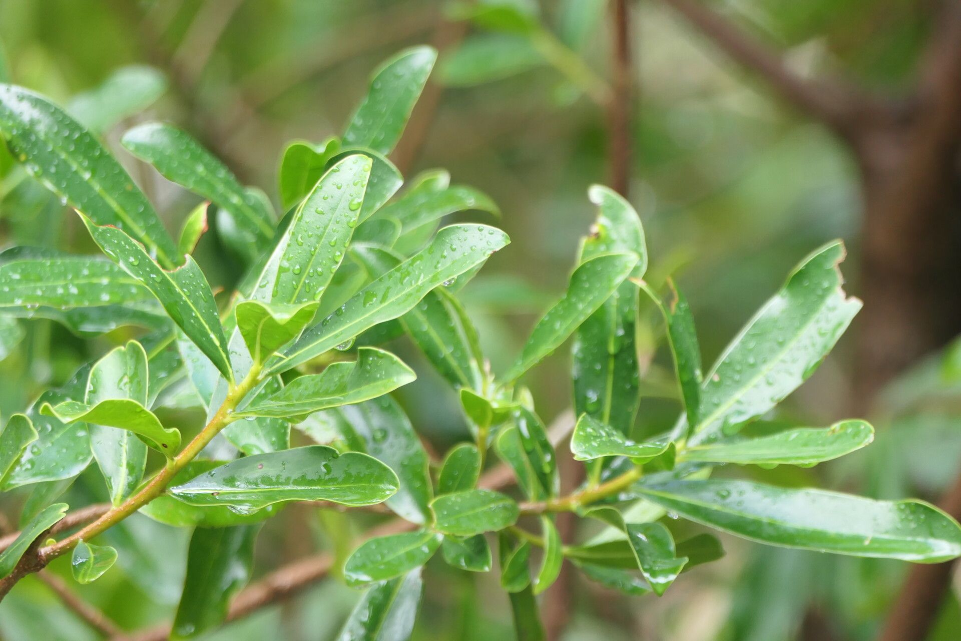Warburgia salutaris — related species from the same genus
