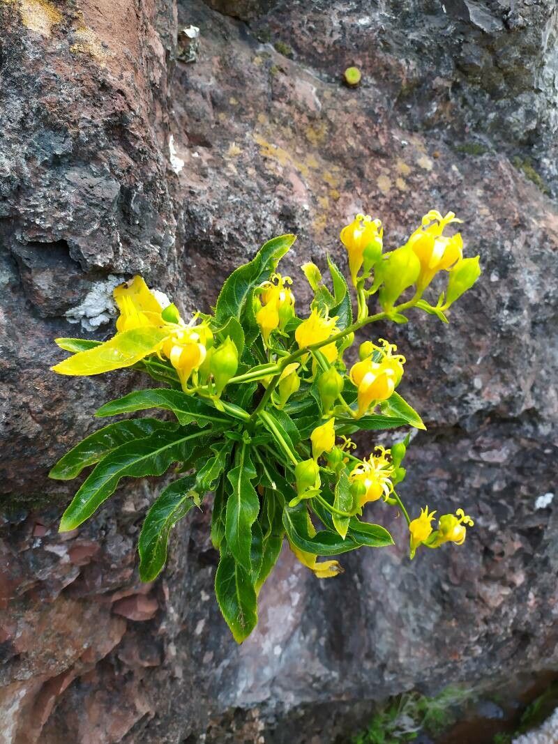Musschia aurea flower