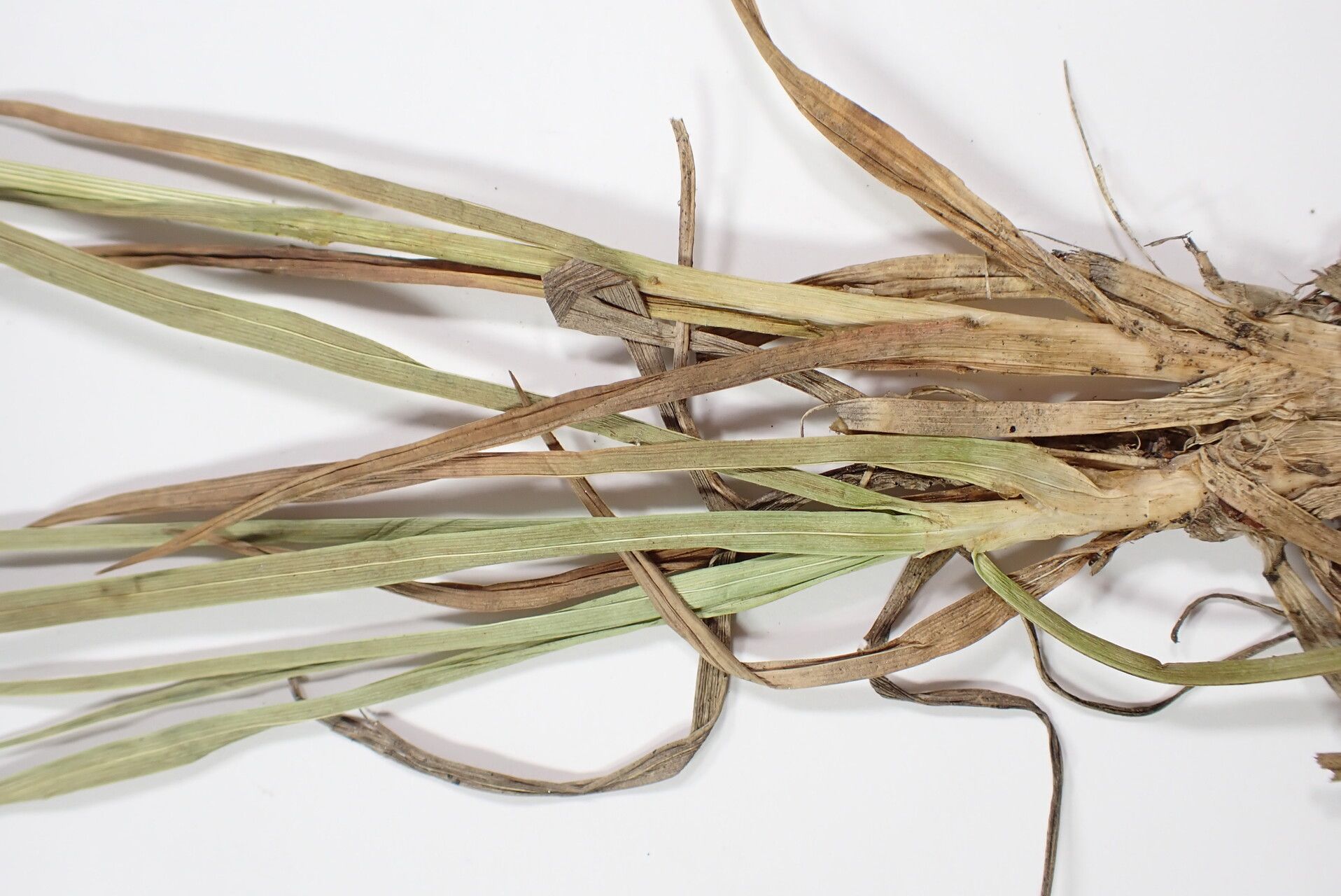 Carex uncinioides — houseplant care guide