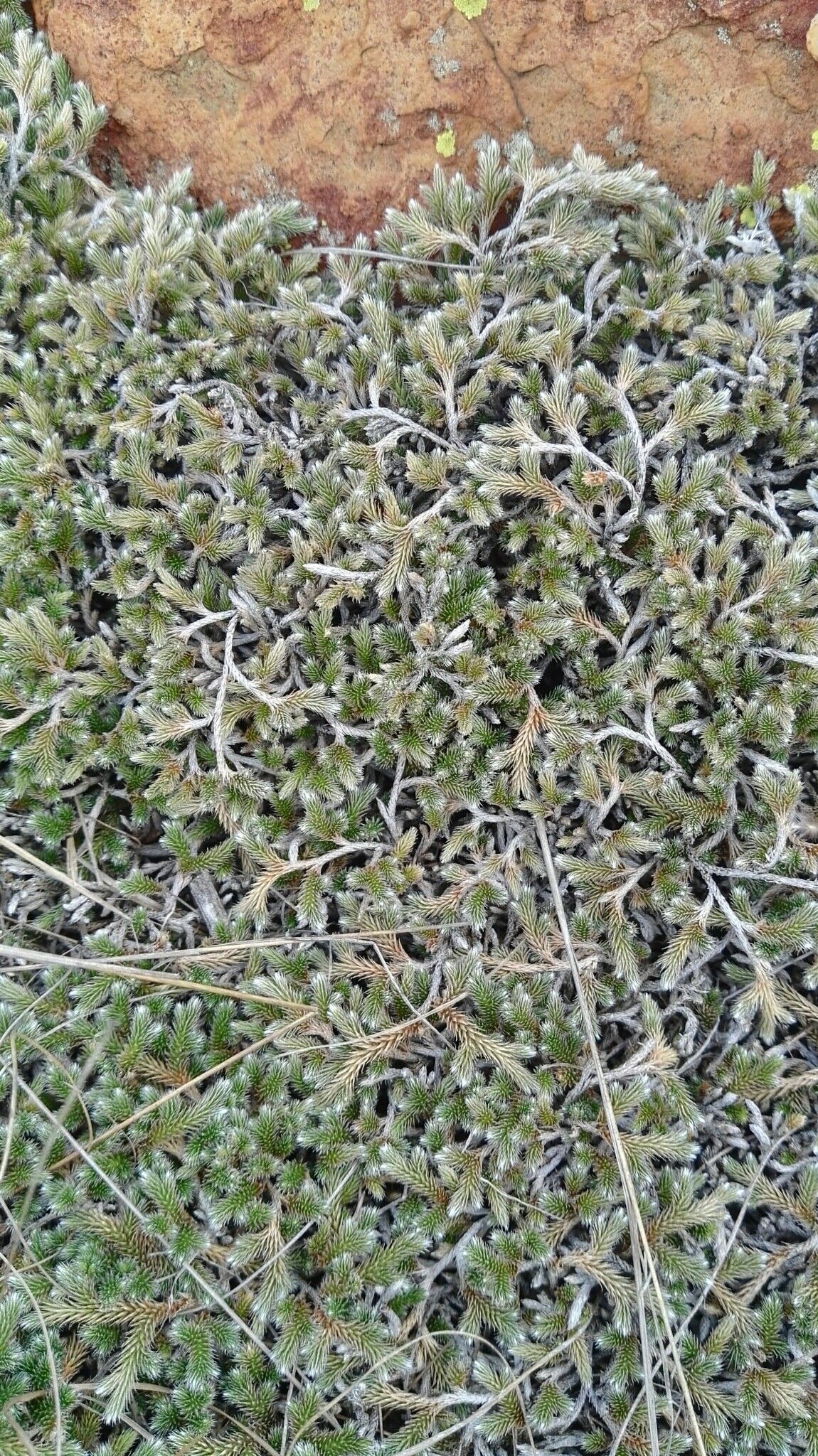 Selaginella dregei leaf