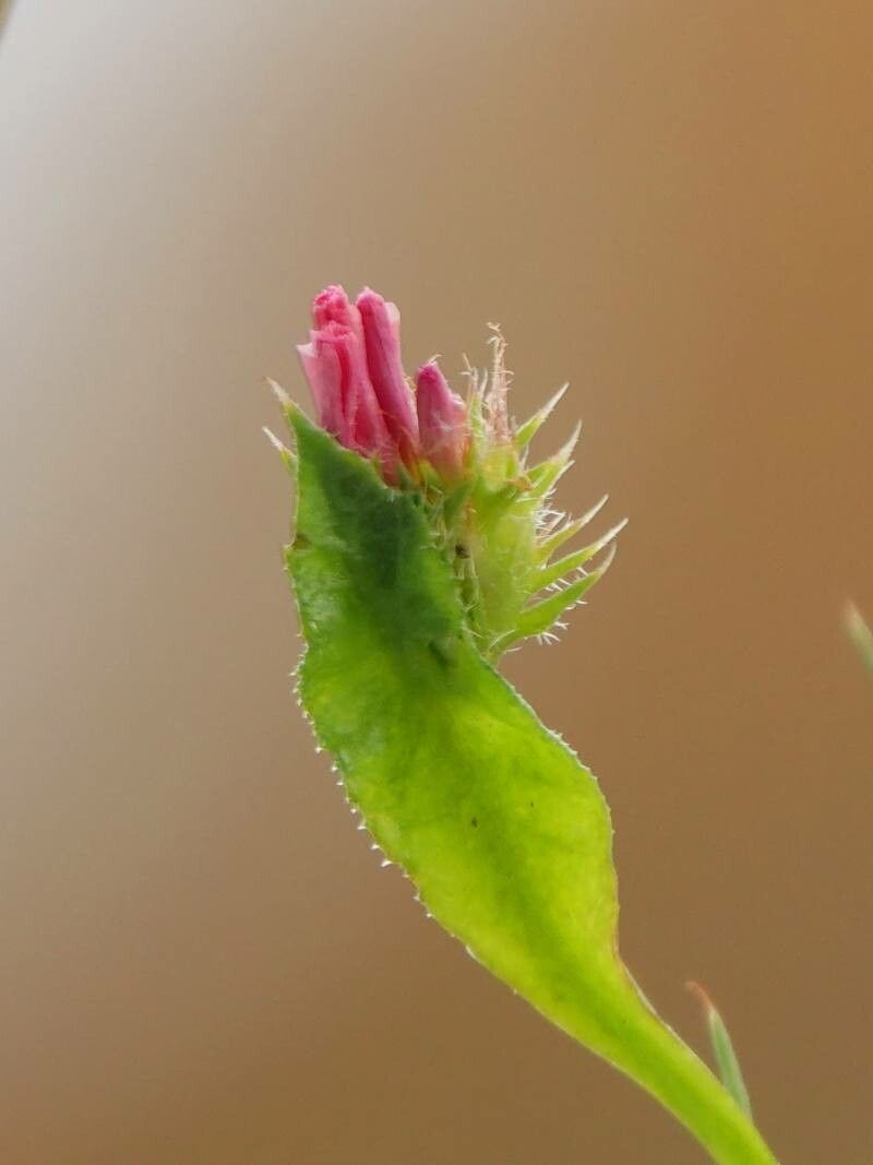 Echium rosulatum flower