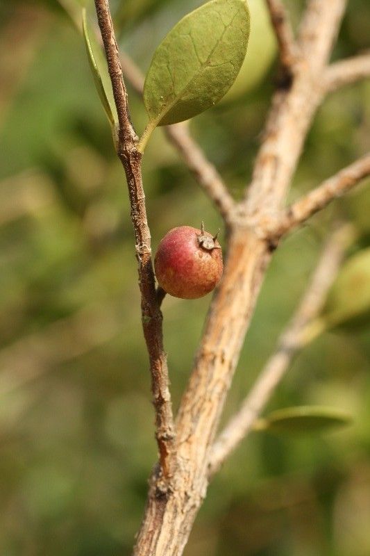 Fernelia buxifolia fruit
